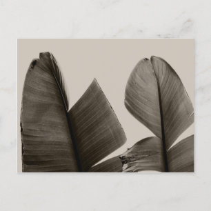 Carte Postale Feuilles de bananiers à Sepia