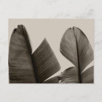 Feuilles de bananiers à Sepia