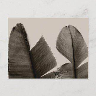 Carte Postale Feuilles de bananiers à Sepia