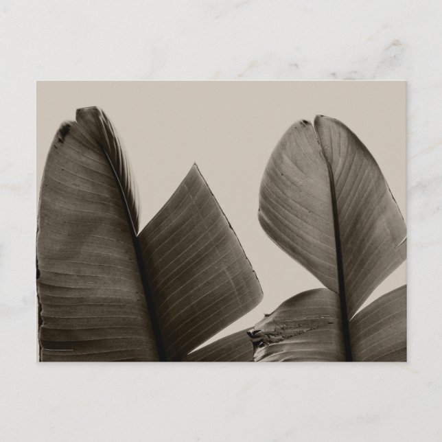 Carte Postale Feuilles de bananiers à Sepia (Devant)