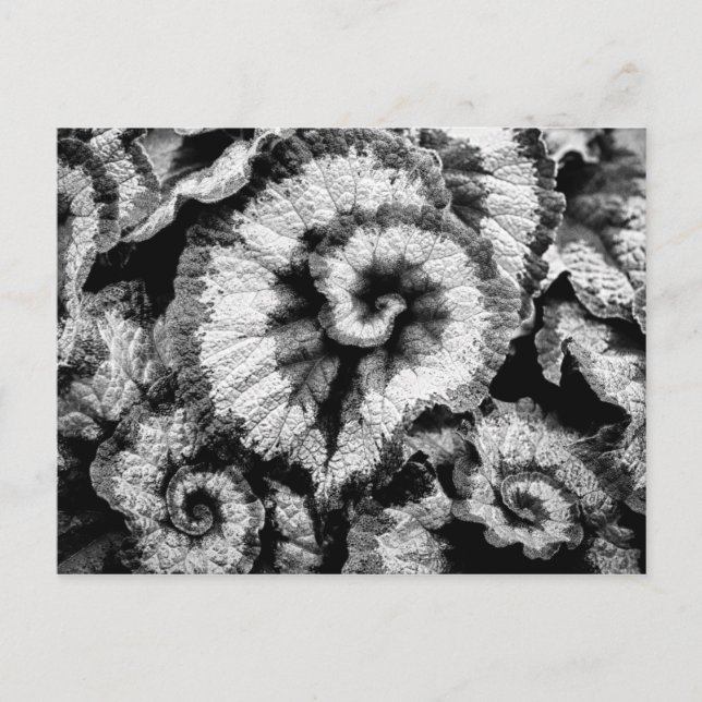 Carte Postale Feuilles de Begonia en noir et blanc (Devant)