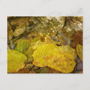 Carte Postale Feuilles de bouleau jaune dans le ruisseau