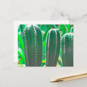 Carte Postale Feuilles de cactus vert pastel