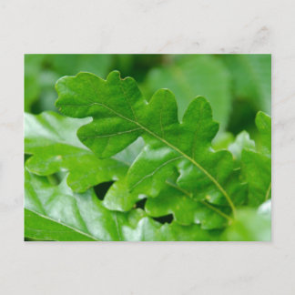 Carte Postale Feuilles de chêne