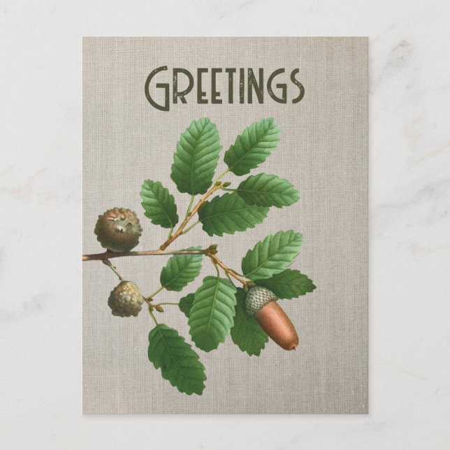 Carte Postale Feuilles de chêne Acorn (Devant)