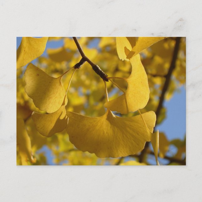 Carte Postale Feuilles de Ginkgo à Kyoto (Devant)