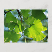 Feuilles de Ginkgo en été