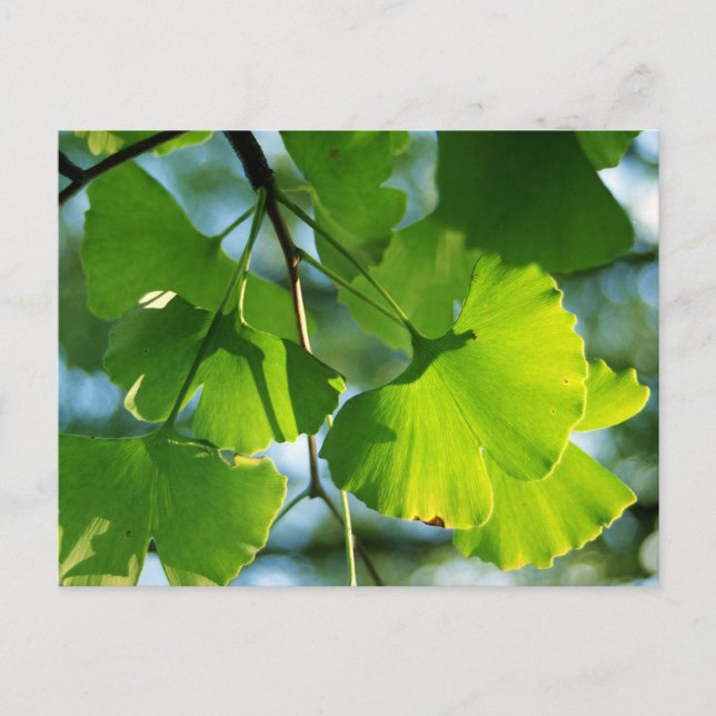 Carte Postale Feuilles de Ginkgo en été (Devant)