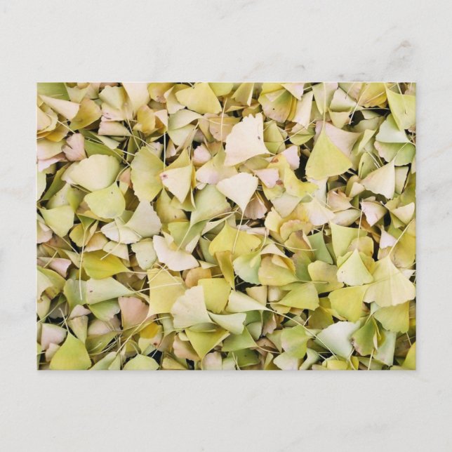 Carte Postale Feuilles de Ginkgo : Japon (Devant)