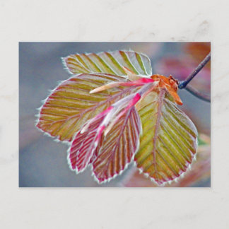 Carte Postale feuilles de hêtre en cuivre