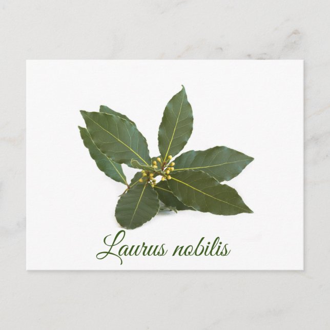 Carte Postale Feuilles de laurier fraîches (Devant)