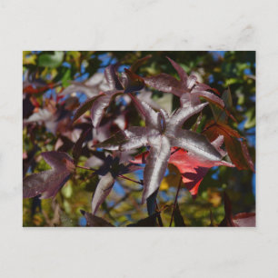 Carte Postale Feuilles de Liquidambar en automne