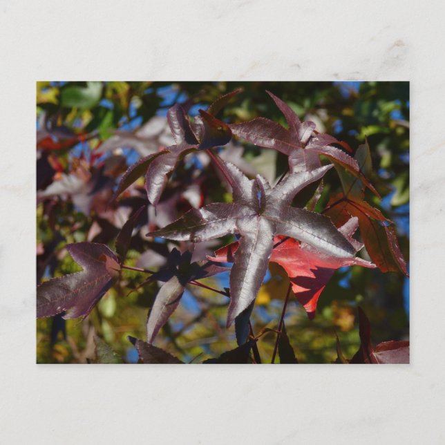 Carte Postale Feuilles de Liquidambar en automne (Devant)