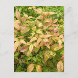Carte Postale Feuilles de Nandina roses et vertes