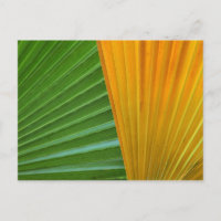 feuilles-de-palmier-colorées par Petr Kratochvil c