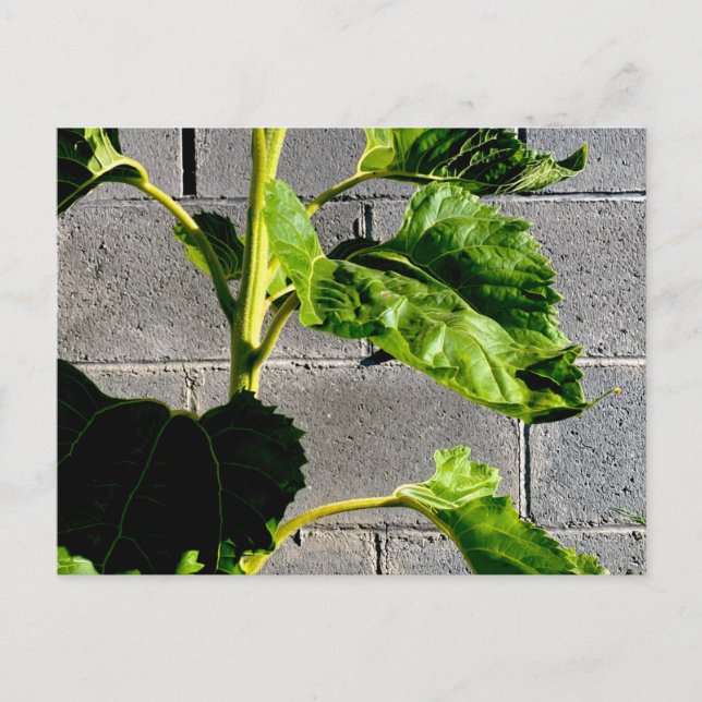 Carte Postale Feuilles de tournesol (Devant)