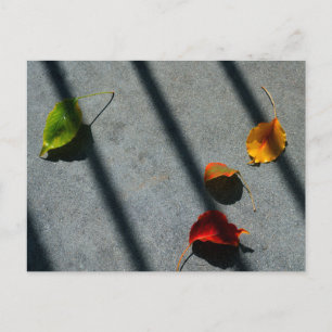 Carte Postale Feuilles d'érable