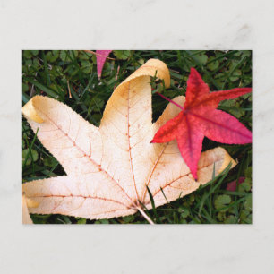 Carte Postale Feuilles d'érable