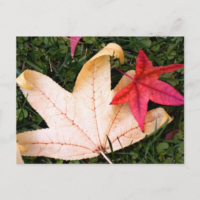 Carte Postale Feuilles d'érable (Devant)