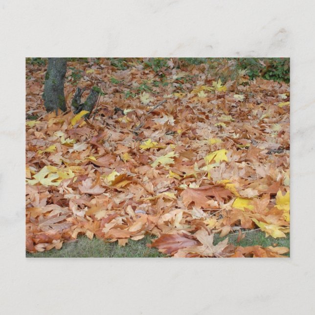 Carte Postale Feuilles d'érable à l'automne (Devant)