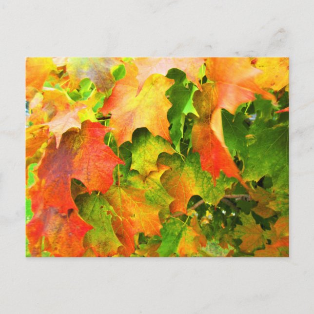 Carte Postale Feuilles d'érable à sucre changeant de couleur en  (Devant)