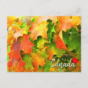 Carte Postale Feuilles d'érable à sucre changeant de couleur en