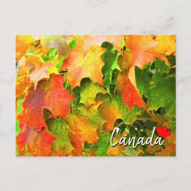 Carte Postale Feuilles d'érable à sucre changeant de couleur en  (Devant)