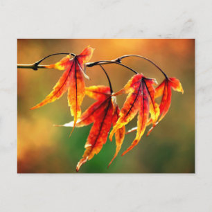 Carte Postale Feuilles d'érable japonais