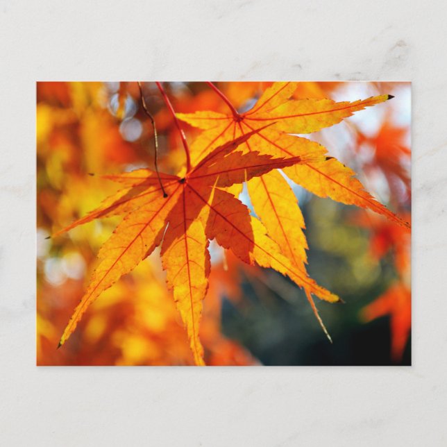 Carte Postale Feuilles d'érable japonais en automne (Devant)