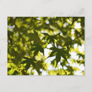 Carte Postale Feuilles d'érable japonais en été