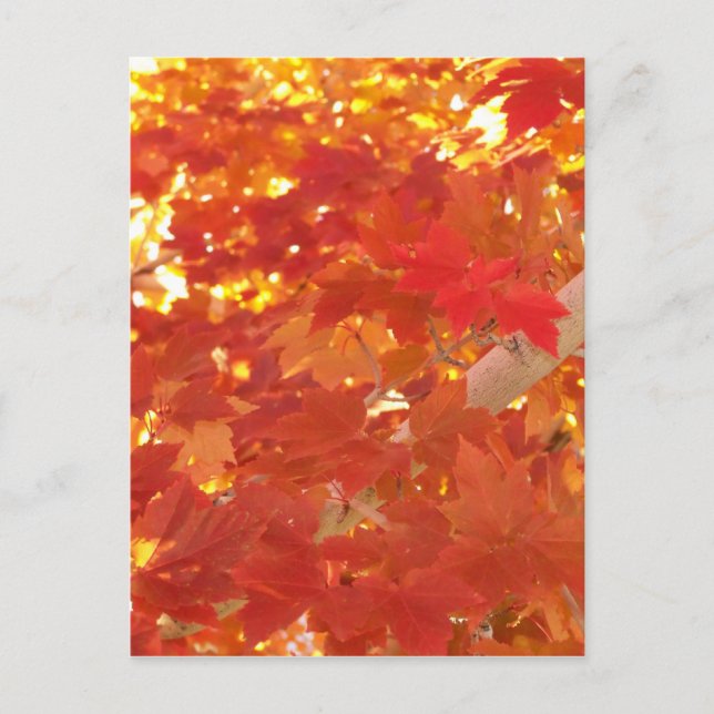 Carte Postale Feuilles d'érable lumineuses (Devant)