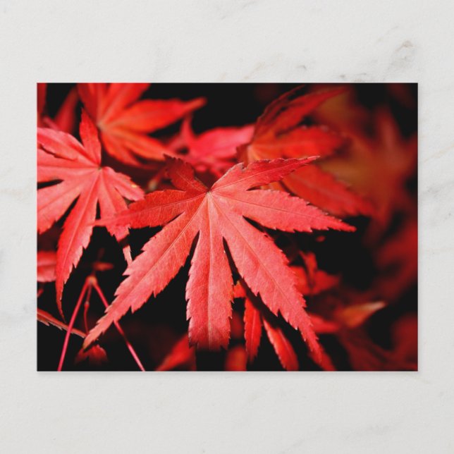 Carte Postale Feuilles d'érable - Rouge (Devant)
