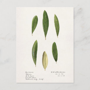 Carte Postale Feuilles d'olive (Olea Europaea)