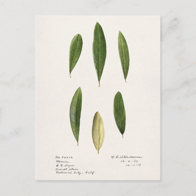 Carte Postale Feuilles d'olive (Olea Europaea) (Devant)