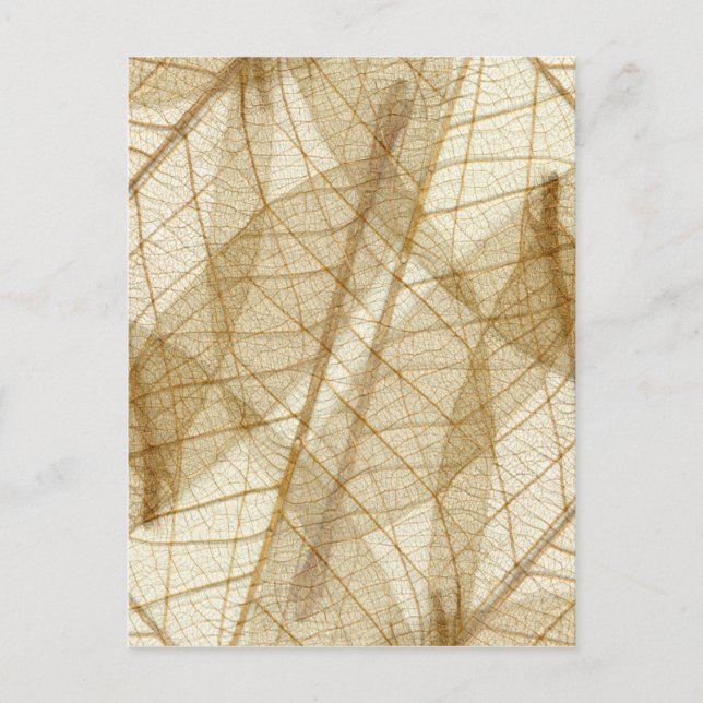 Carte Postale Feuilles en dentelle beige crème pâle (Devant)