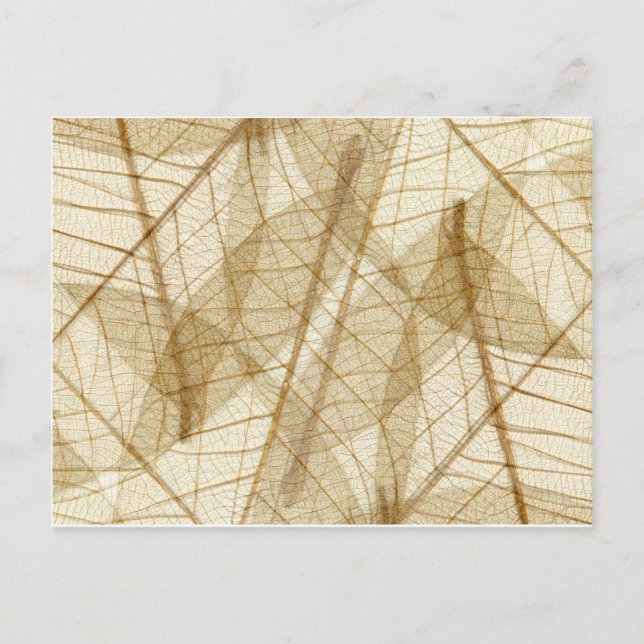 Carte Postale Feuilles en dentelle beige crème pâle (Devant)