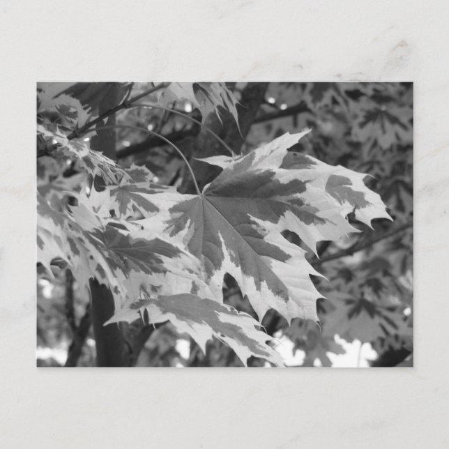 Carte Postale Feuilles en noir et blanc (Devant)