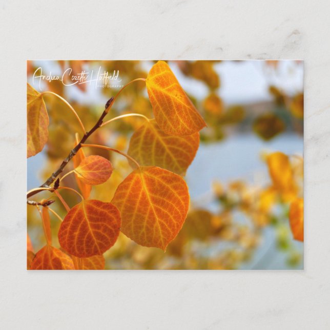 Carte Postale Feuilles en orange (Devant)