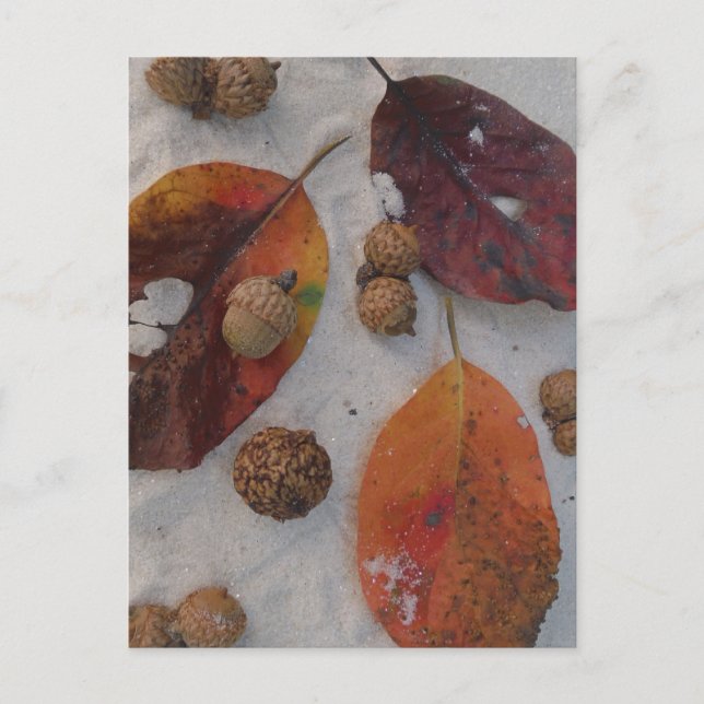Carte Postale Feuilles et glands d'automne orange (Devant)