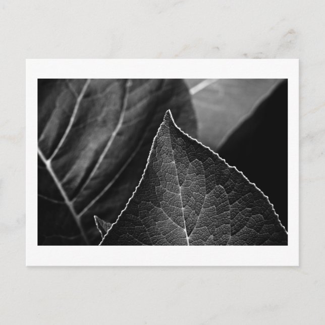 Carte Postale feuilles étant (Devant)