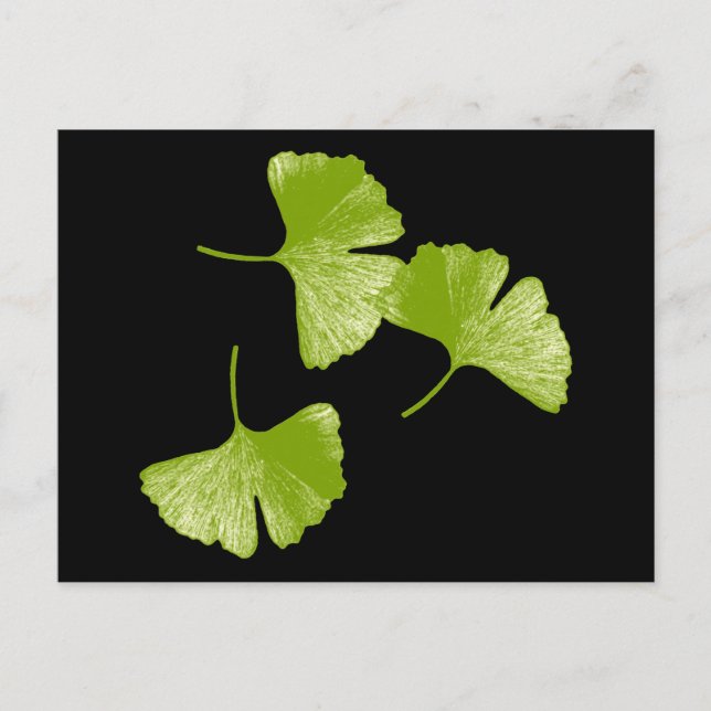 Carte Postale Feuilles Ginkgo (Devant)