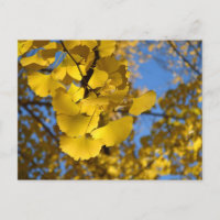Feuilles Ginkgo