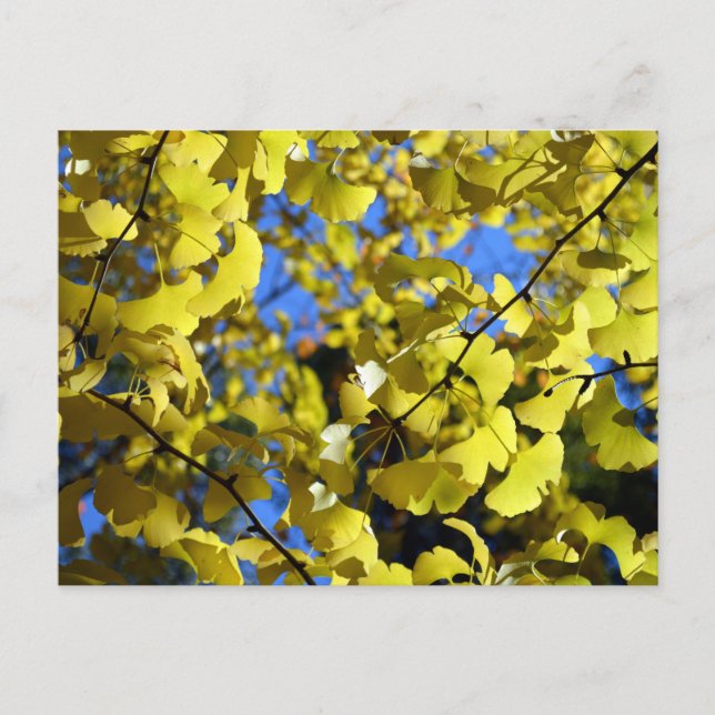 Carte Postale Feuilles Ginkgo à la fin de l'automne : Japon (Devant)