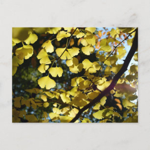 Carte Postale Feuilles Ginkgo en automne : Japon