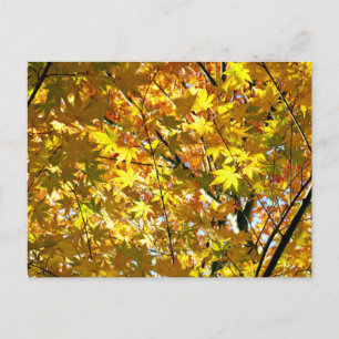 Carte Postale Feuilles japonais d'érable en automne
