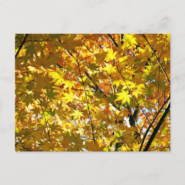 Carte Postale Feuilles japonais d'érable en automne (Devant)
