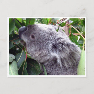 Carte Postale feuilles koala