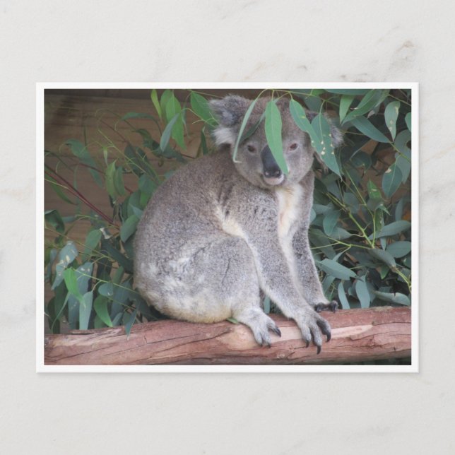Carte Postale feuilles koala (Devant)