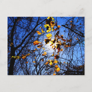 Carte Postale Feuilles lumineux à la crique de 12 km