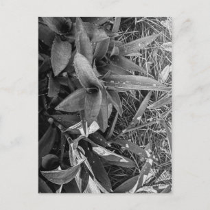 Carte Postale Feuilles noires et blanches avec gouttelettes d'ea